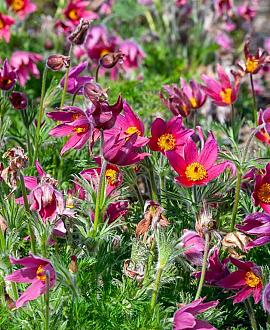 Pulsatilla v. 'Rubra' Pot 9 cm