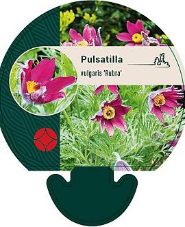 Pulsatilla v. 'Rubra' Pot 9 cm