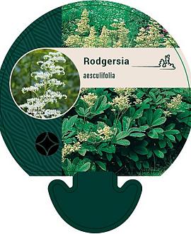 Rodgersia aesculifolia Pot 9 cm