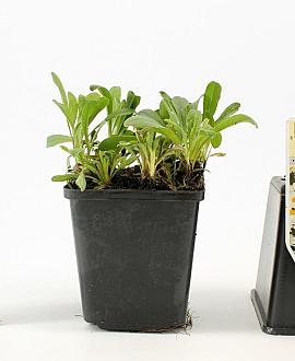 Aster alpinus 'Albus' Pot 9 cm