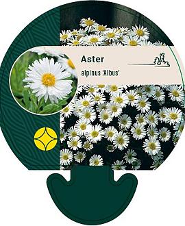 Aster alpinus 'Albus' Pot 9 cm