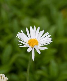 Aster alpinus 'Albus' Pot 9 cm