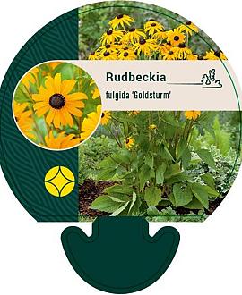 Rudbeckia f. 'Goldsturm' Pot 9 cm