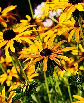 Rudbeckia f. 'Goldsturm' Pot 9 cm