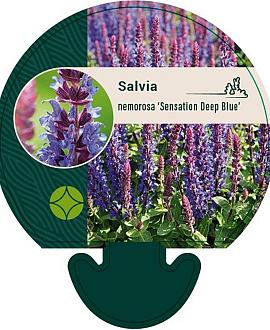 Salvia nemorosa Sensation Deep Blue Pot 9 cm