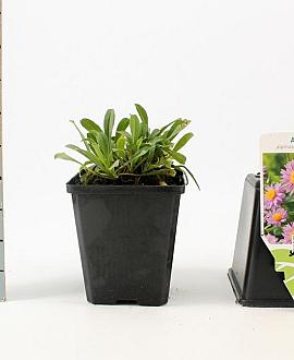 Aster alpinus 'Happy End' Pot 9 cm