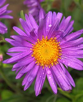 Aster alpinus 'Happy End' Pot 9 cm