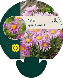 Aster alpinus 'Happy End' Pot 9 cm