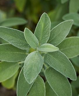 Salvia officinalis Pot 9 cm
