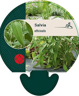 Salvia officinalis Pot 9 cm