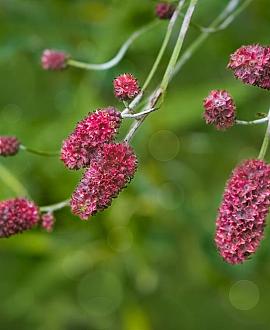 Sanguisorba minor Pot 9 cm