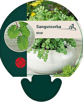 Sanguisorba minor Pot 9 cm