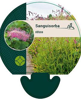 Sanguisorba obtusa Pot 9 cm
