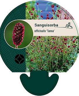 Sanguisorba o. 'Tanna' Pot 9 cm