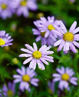 Aster amellus 'Rudolf Goethe' Pot 9 cm