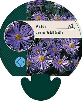 Aster amellus 'Rudolf Goethe' Pot 9 cm