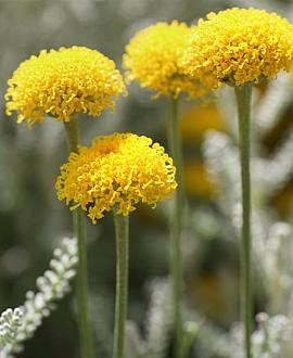 Santolina chamaecyparissus Pot 9 cm