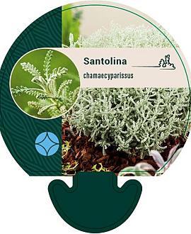 Santolina chamaecyparissus Pot 9 cm