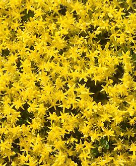 Sedum acre Pot 9 cm