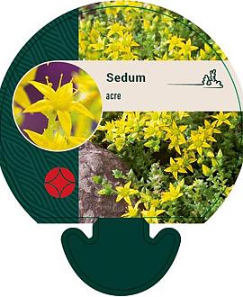 Sedum acre Pot 9 cm