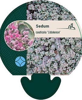 Sedum cauticola 'Lidakense' Pot 9 cm