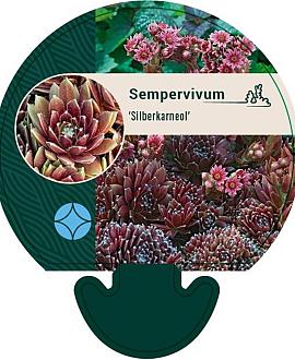 Sempervivum 'Silberkarneol' Pot 9 cm