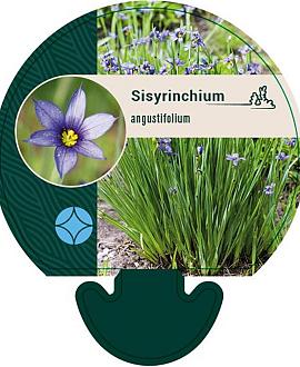 Sisyrinchium angustifolium Pot 9 cm