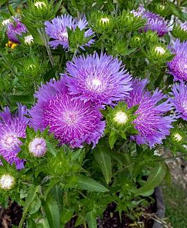 Stokesia laevis Pot 9 cm