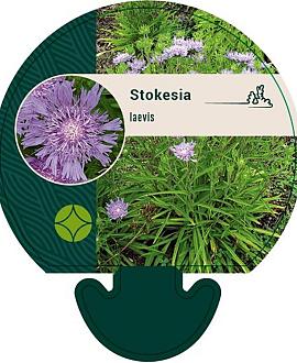 Stokesia laevis Pot 9 cm