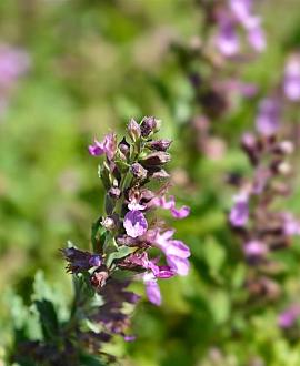 Teucrium chamaedrys Pot 9 cm