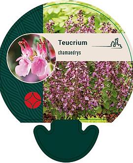 Teucrium chamaedrys Pot 9 cm