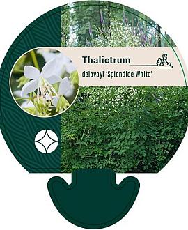 Thalictrum del. 'FR21034' Pot 9 cm