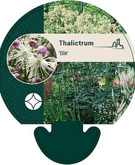 Thalictrum 'Elin' Pot 9 cm