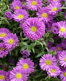 Aster (D) 'Anneke' Pot 9 cm
