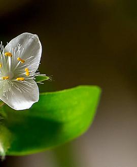 Tradescantia (A) 'Innocence' Pot 9 cm