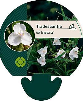 Tradescantia (A) 'Innocence' Pot 9 cm