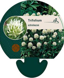 Trifolium ochroleucon Pot 9 cm