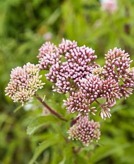 Valeriana officinalis Pot 9 cm