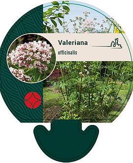 Valeriana officinalis Pot 9 cm