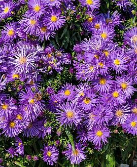 Aster frikartii 'Jungfrau' Pot 9 cm