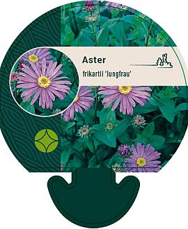 Aster frikartii 'Jungfrau' Pot 9 cm