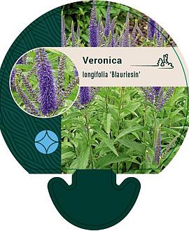 Veronica longif. 'Blauriesin' Pot 9 cm
