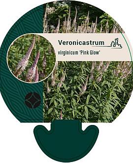 Veronicastrum virg. 'Pink Glow' Pot 9 cm