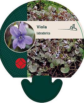 Viola labradorica Pot 9 cm