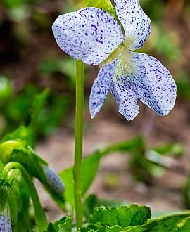 Viola sororia 'Freckles' Pot 9 cm