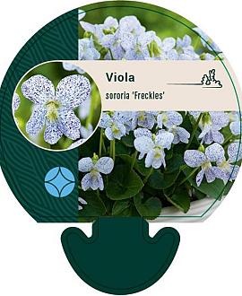 Viola sororia 'Freckles' Pot 9 cm