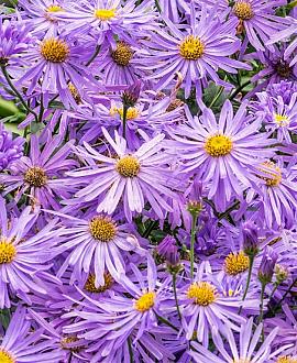 Aster frikartii 'Mönch' Pot 9 cm