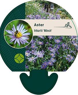 Aster frikartii 'Mönch' Pot 9 cm