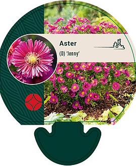 Aster (D) 'Jenny' Pot 9 cm