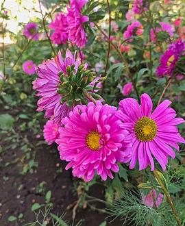 Aster (D) 'Jenny' Pot 9 cm